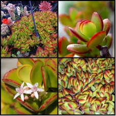 Crassula Red Edge x 1 Succulents Jade Plants Hanging Basket Bonsai Rockery Pots Indoors Flowering Hardy Drought White Flowering ovata